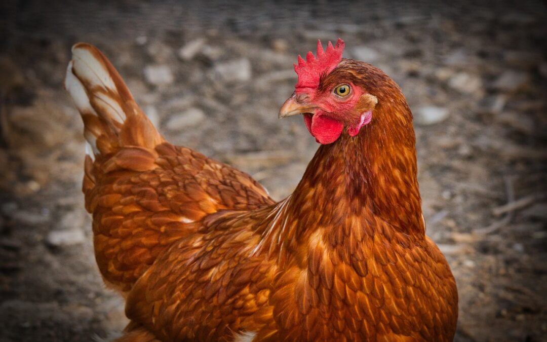 Gripe aviar: la vigilancia posvacunación es clave para evitar nuevos brotes