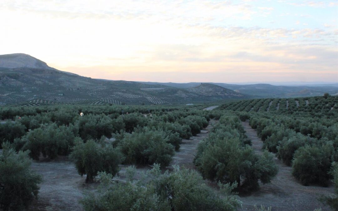 Declarar el paisaje del olivar como Patrimonio Mundial perjudicaría a los agricultores