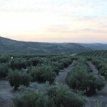 Declarar el paisaje del olivar como Patrimonio Mundial perjudicaría a los agricultores