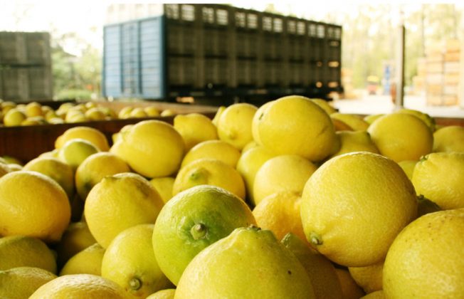 La peor campaña limonera de la historia deja ya más de 120 millones en pérdidas y 400.000 toneladas de limones en los árboles sin recoger