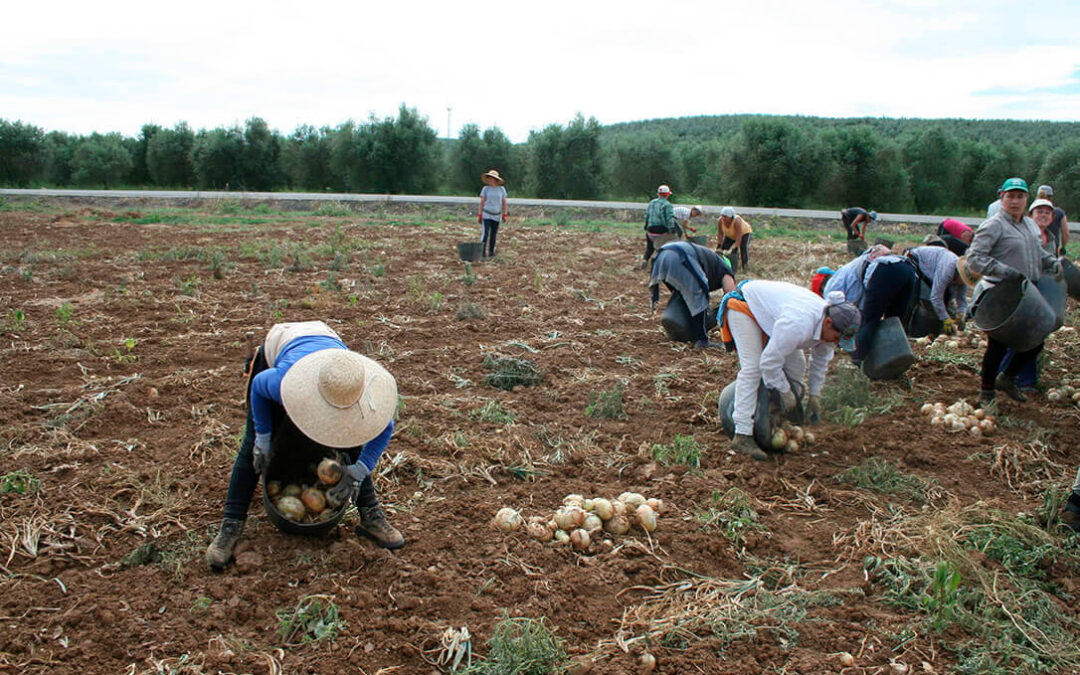 Agricultores de cebollas se enfrentan a la situación más crítica del siglo debido a la falta de compradores y a unos precios insostenibles