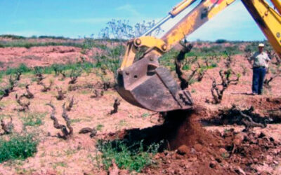 Urgen a la Junta de CLM a convocar a sector del vino para buscar soluciones a su viabilidad ante la perspectiva de arranques con prima