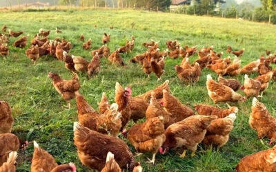 La avicultura alternativa impulsa el consumo de huevos gracias a pequeñas granjas de aves rurales referentes de calidad y sostenibilidad