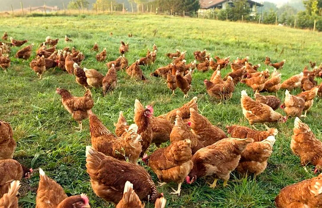 La avicultura alternativa impulsa el consumo de huevos gracias a pequeñas granjas de aves rurales referentes de calidad y sostenibilidad