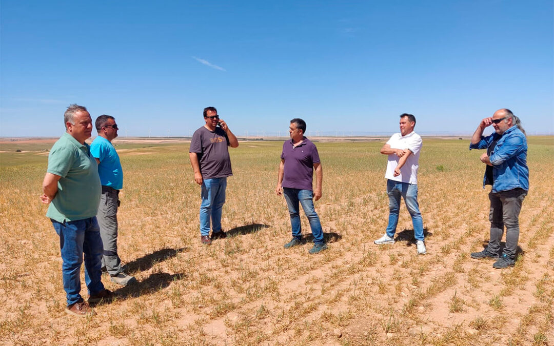 La sequía arruina 146.000 hectáreas de cereal en Aragón y piden “ayudas quirúrgicas” para los agricultores que no van a tener ingresos
