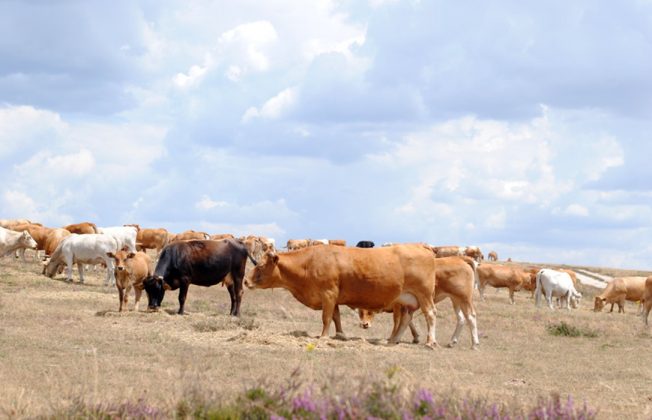 Pulso al Foro de la Ganadería Extensiva: cada año, 1.550 ganaderos en régimen extensivo se ven obligados a echar el cierre