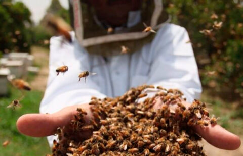 La intervención de los veterinarios en la gestión de los colmenares está siendo crucial para evitar la extinción de las abejas