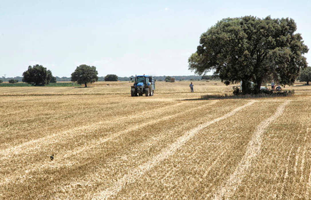 Continúa la tendencia positiva en la tablilla cerealista con nuevas subidas en la lonja del Ebro aunque con poca operativa