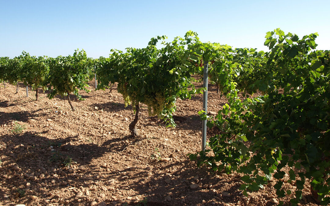 Advierten de la «gran desilusión» del sector vitivinícola de Castilla-La Mancha: muchos agricultores están arrancando las viñas