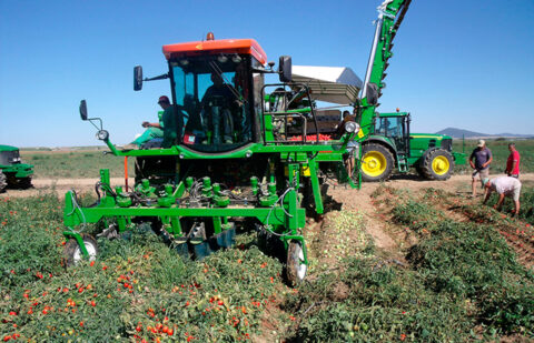 La «indefensión» del tomate español ante las importaciones masivas y los virus afecta ya a la mano de obra y a sus variedades