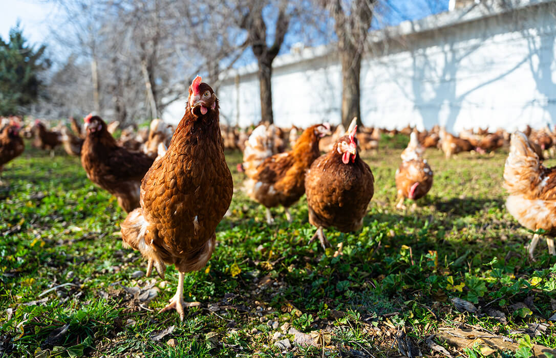 Los huevos de gallinas en suelo ahora se llaman ‘huevos de gallinas sueltas en el gallinero’ tras el cambio europeo en su comercialización