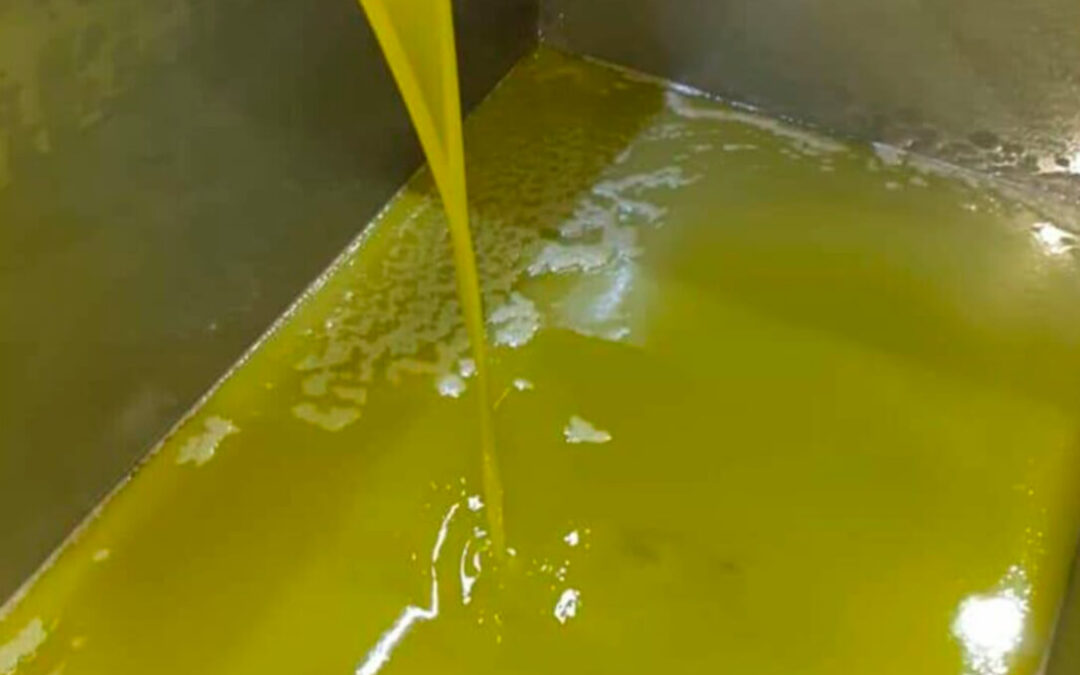 La propuesta de la nueva extensión de norma del aceite de oliva, que estaría activa hasta la campaña 2028/29, sale a consulta pública