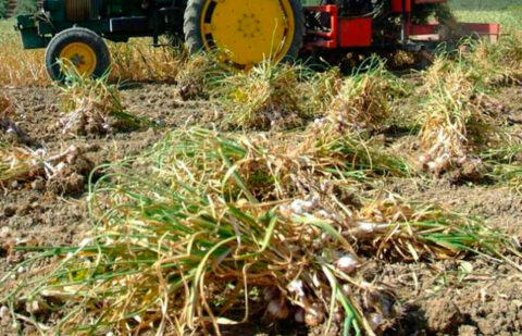 Comienza la recogida del ajo con una cosecha a la baja por la pérdida del 50% de la superficie en Córdoba