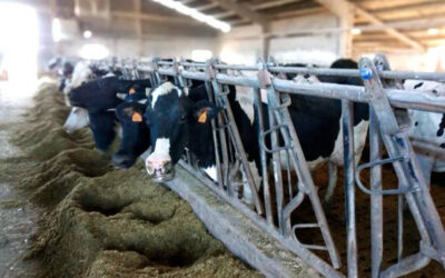 COAG y Asaja negociarán para que ningún ganadero asturiano se quede sin recogida de leche y se pierdan unos 30 millones de litros anuales