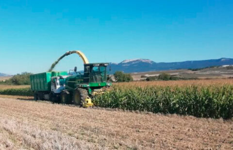 Prácticamente finalizada la cosecha de maíz en León, que ha acumulado una caída media de precio del entorno del 32%