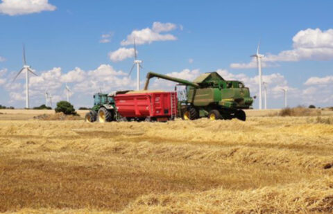 Continúa el rally alcista en los precios de los cereales en la lonja de León, que en el caso del trigo ha sido de 8 euros