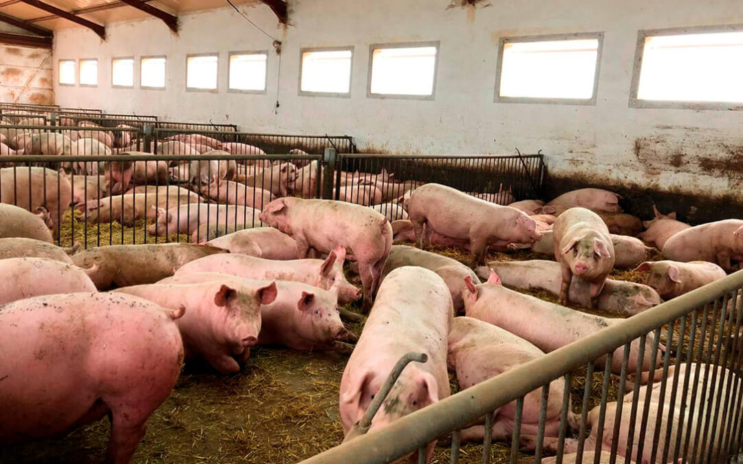Advierten de «consecuencias graves» para los ganaderos de porcino por la inminente reducción de su capacidad de producción