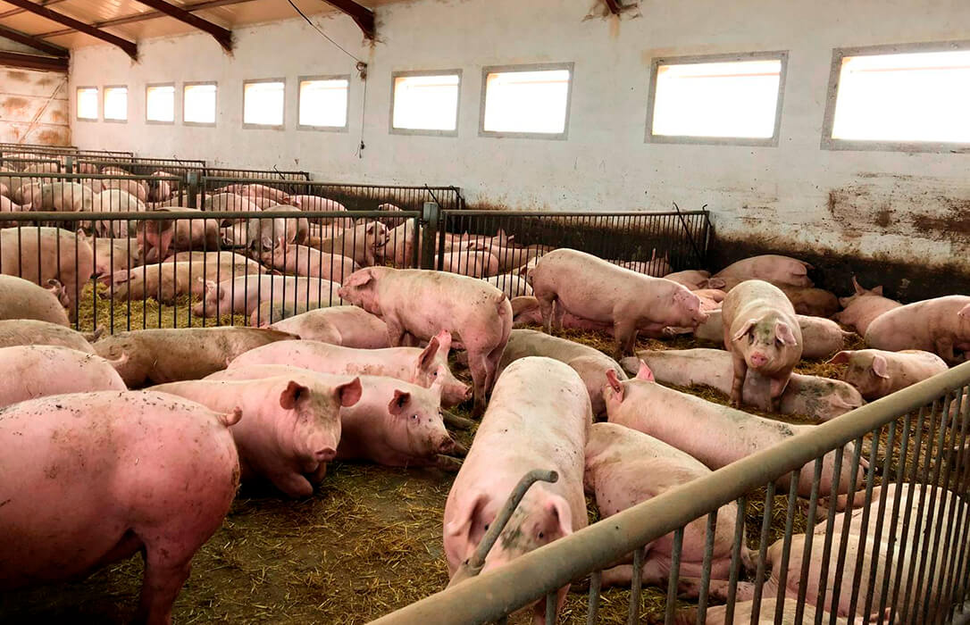 Advierten de «consecuencias graves» para los ganaderos de porcino por la inminente reducción de su capacidad de producción