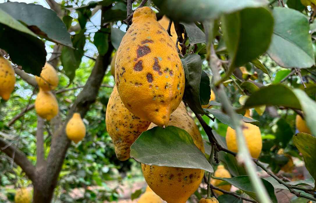 La ‘Mancha negra’ ya se extiende y causa daños en cultivos citrícolas de Túnez, una zona productiva tan cálida como la española