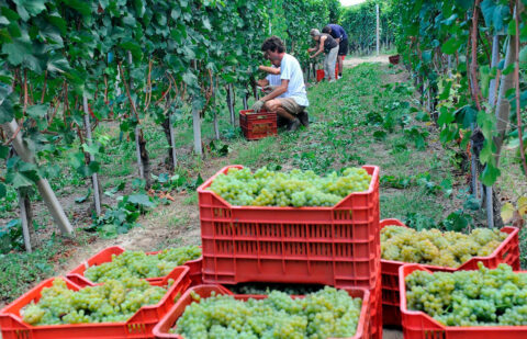 Elecciones europeas: las bodegas europeas presentan un Manifiesto sobre el futuro del sector vitivinícola con retos y prioridades clave