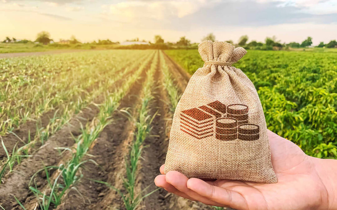 Planas asegura que el reajuste de las ayudas agrícolas directas de la PAC no afectará «ni un euro» a la contribución a España
