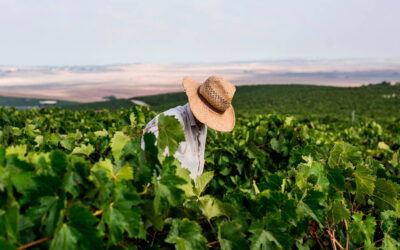 Prácticas sostenibles: así le planta cara al cambio climático el Marco de Jerez para protegerse de sus devastadores efectos