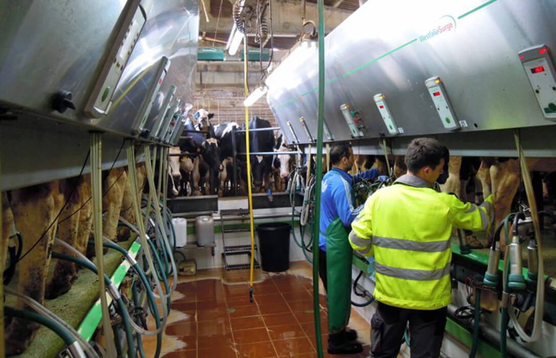 Agromuralla alerta de una nueva bajada del precio de la leche por las industrias que ya «ha caído un 25% el último año»