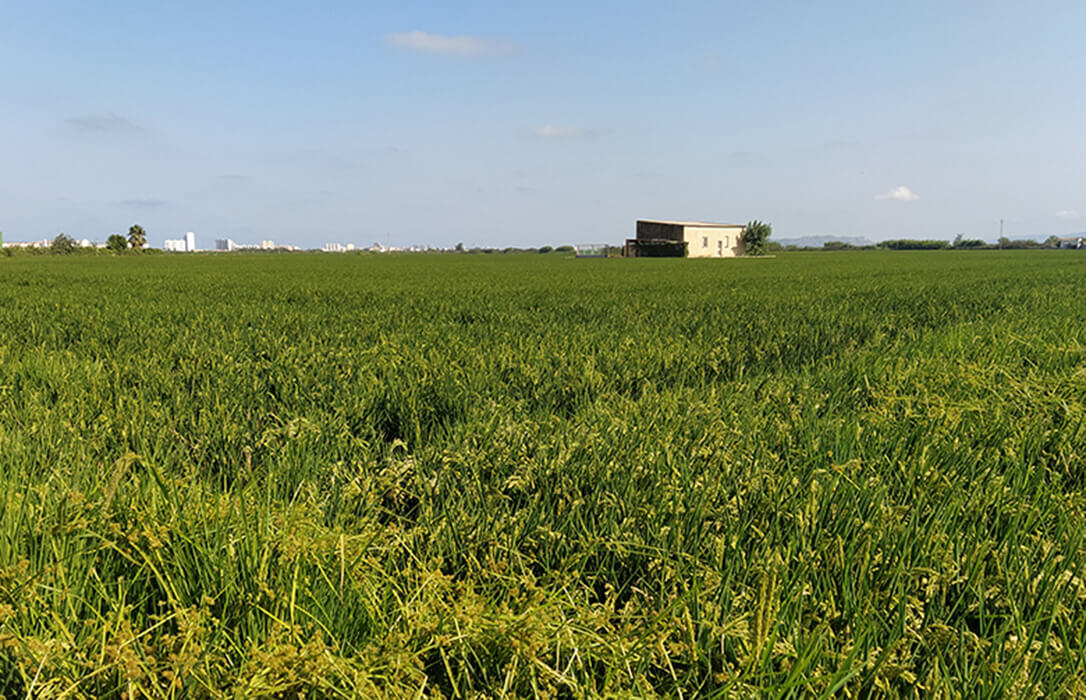 Denuncian que España deniega un herbicida en el cultivo del arroz que sí autorizan Italia y Portugal, lo que resta competitividad