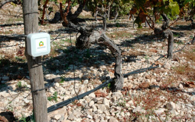 Revolucionan la agricultura española: reducen el consumo de agua hasta en un 50% con el internet de las cosas