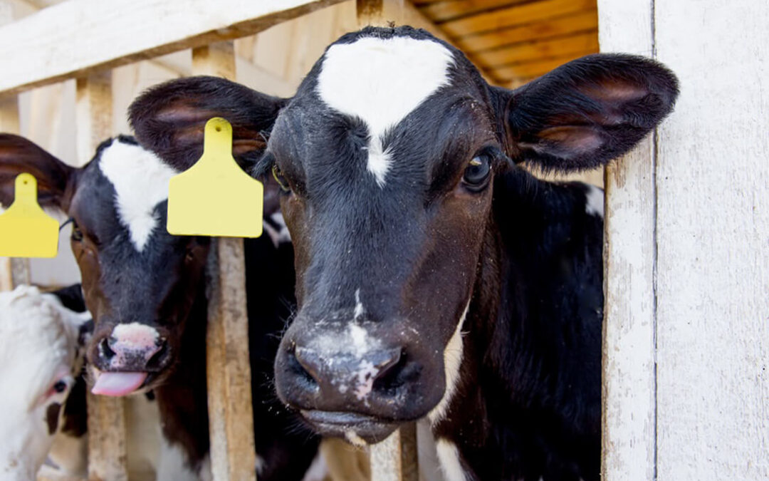 Denuncian que las industrias lácteas pretenden rebajar precios «injustificadamente» al reducir entre 4 y 6 céntimos de euro por litro