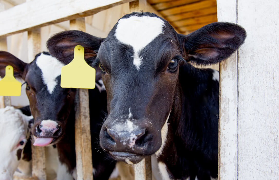 Denuncian que las industrias lácteas pretenden rebajar precios «injustificadamente» al reducir entre 4 y 6 céntimos de euro por litro