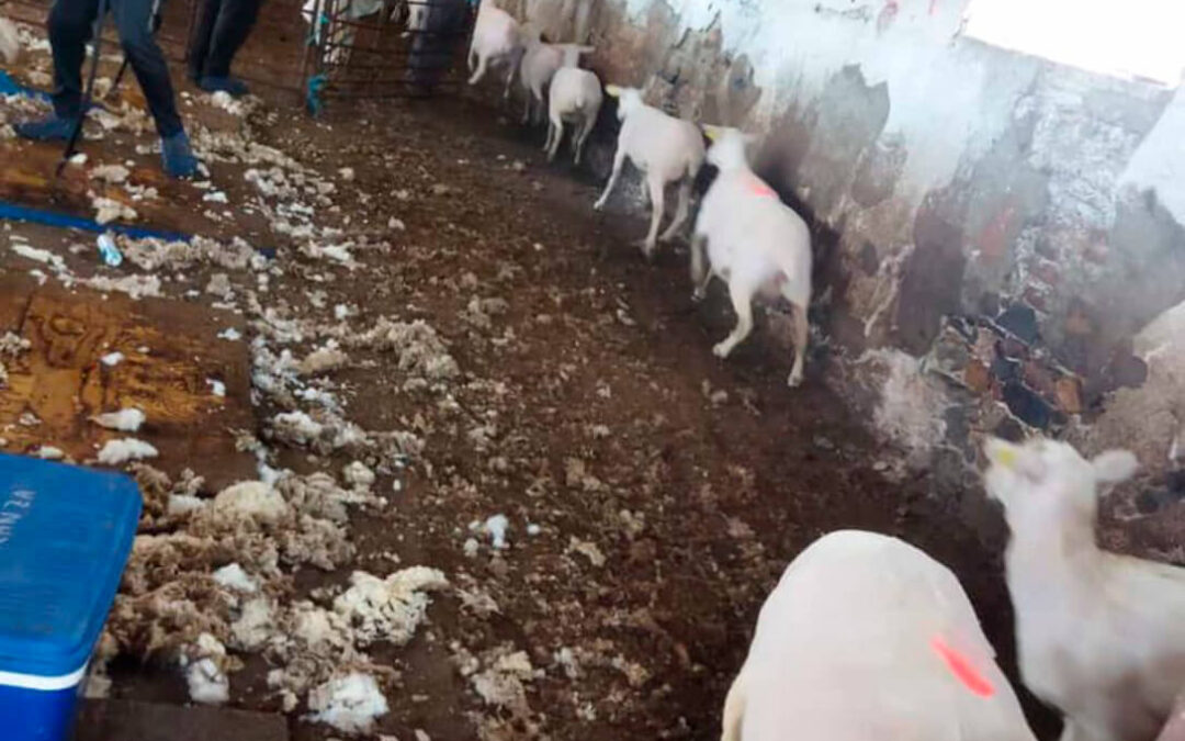 Urgen a activar un sistema de retirada de la lana de las explotaciones ganaderas de Castilla y León por el problema de bioseguridad que genera