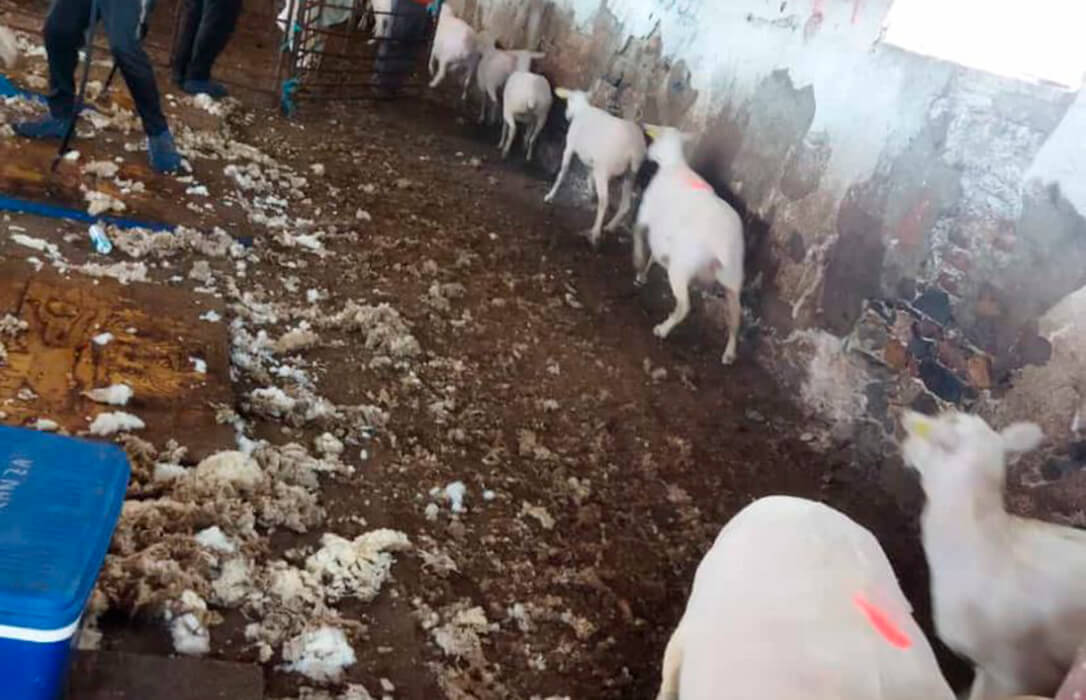 Urgen a activar un sistema de retirada de la lana de las explotaciones ganaderas de Castilla y León por el problema de bioseguridad que genera