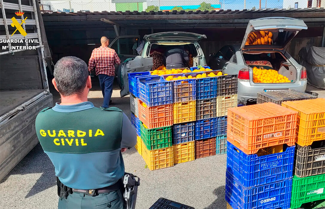 Detenidas 10 personas por robar 163 toneladas de naranjas en varias comarcas de Valencia e introducirlas de manera ilegal en el mercado