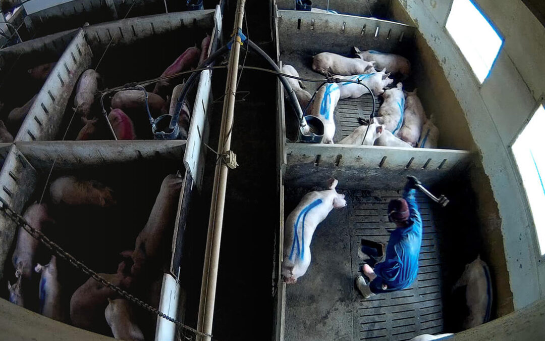 El Seprona abre una investigación a la granja porcina que ha sido denunciada por maltrato animal en Burgos