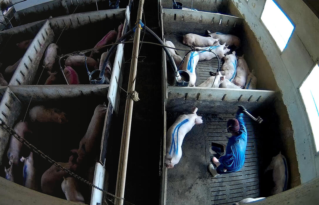 El Seprona abre una investigación a la granja porcina que ha sido denunciada por maltrato animal en Burgos