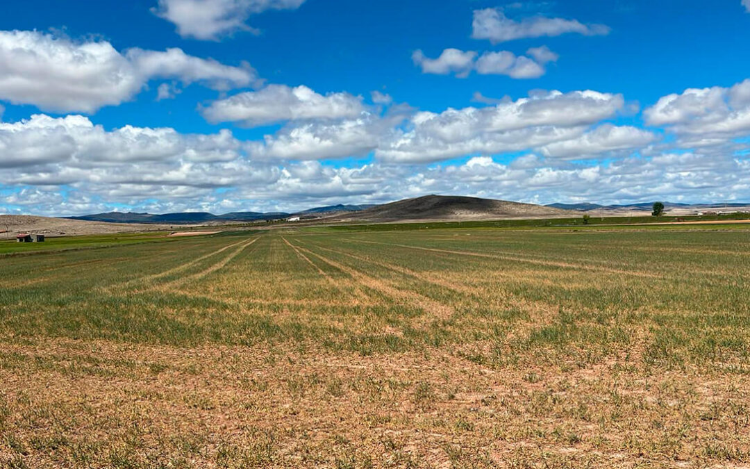 La sequía echa a perder la cosecha de cereal en el centro-oriental de Aragón mientras se esperan lluvias que salven una parte en el resto