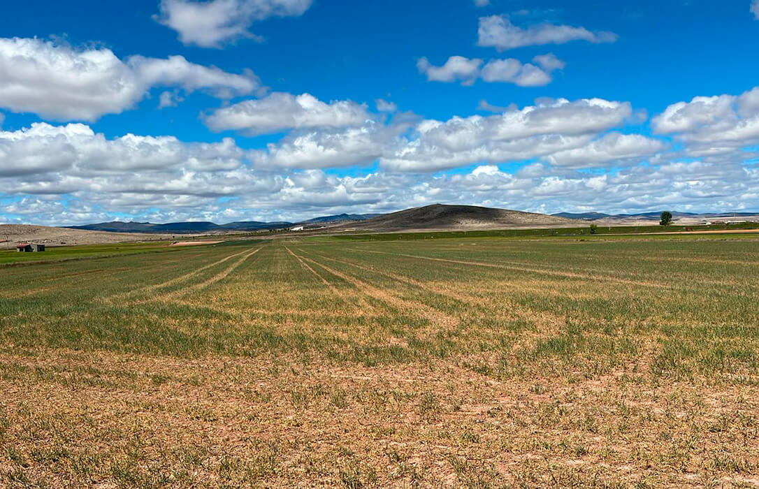 La sequía echa a perder la cosecha de cereal en el centro-oriental de Aragón mientras se esperan lluvias que salven una parte en el resto