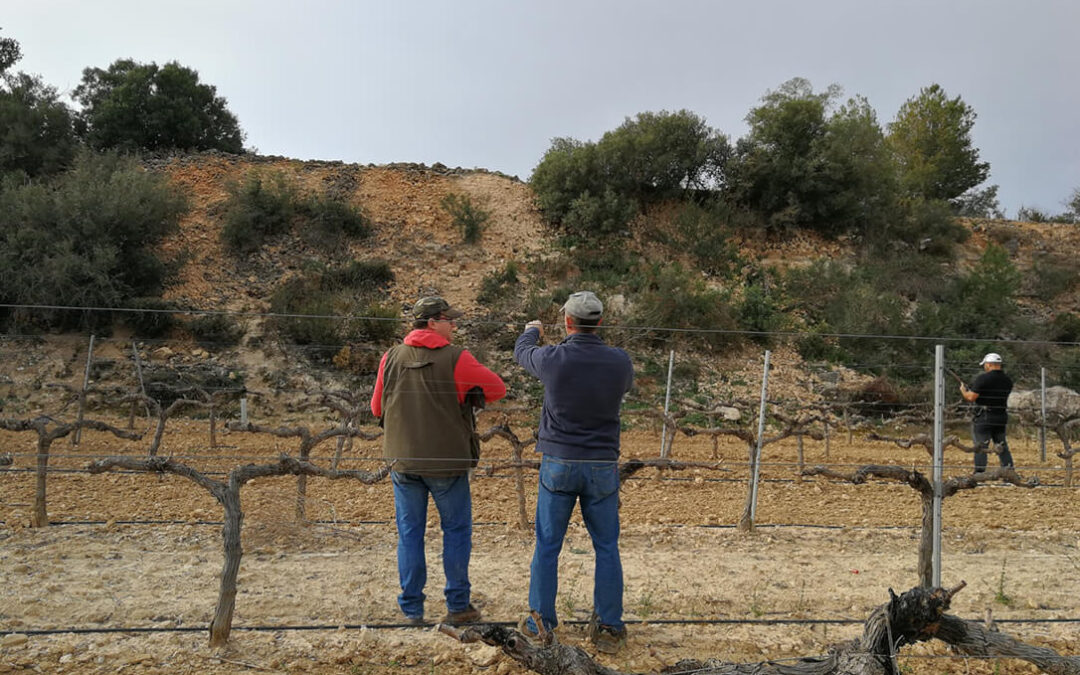 La Federación de Caza de la Comunidad Valenciana reivindica el papel de los cazadores contra la superpoblación de conejos en 177 municipios