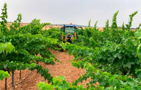 El 97% de la superficie de viñedo está en territorio de alguna denominación y el 70% de las explotaciones tienen menos de media hectárea
