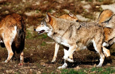 Una sentencia del TSJ de La Rioja anula la determinación de cupos máximos de ejemplares de lobo a sacrificar