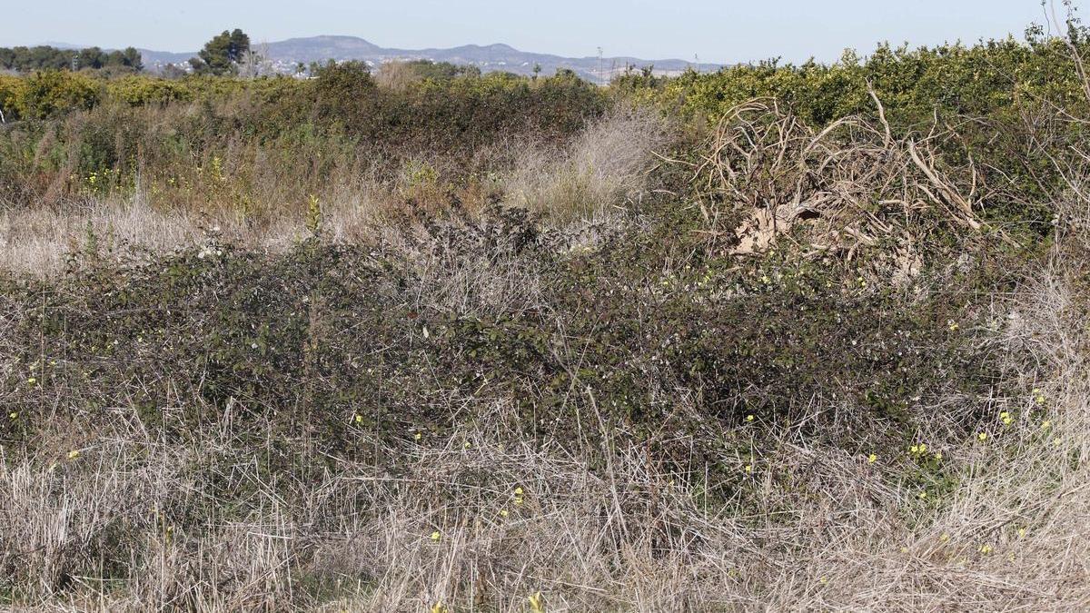 Hipocresía climática en contra de los agricultores europeos