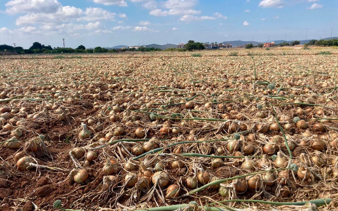 Las pérdidas de la campaña para los productores de cebolla de la C.Valenciana alcanza los 25 millones: la pagan a 0,10 €/k y en el lineal vale 2