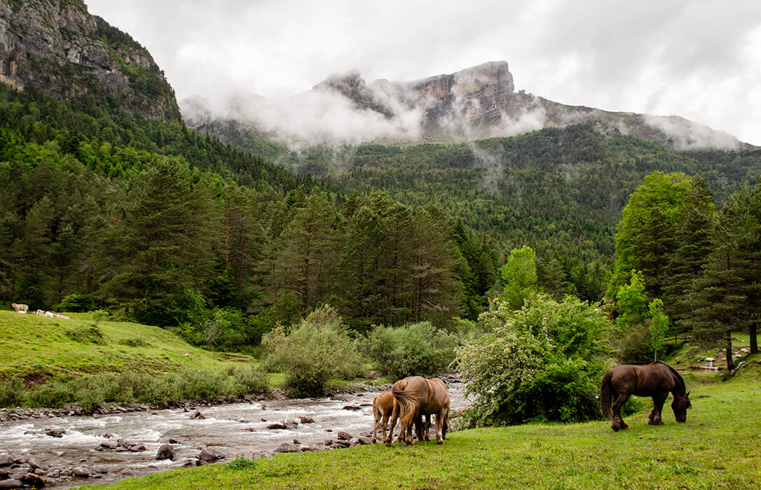 BioPirineo, el proyecto demostrativo que quiere impulsar la bioeconomía forestal en el Pirineo aragonés