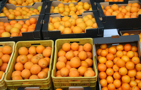 Concluye la campaña de cítricos andaluza marcada por un brusco descenso de la demanda por la entrada de naranja de Egipto