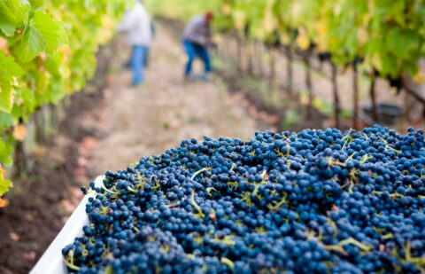 Castilla-La Mancha tiene 9 millones de hectolitros de existencias de vino, un 26 % menos que en la campaña anterior