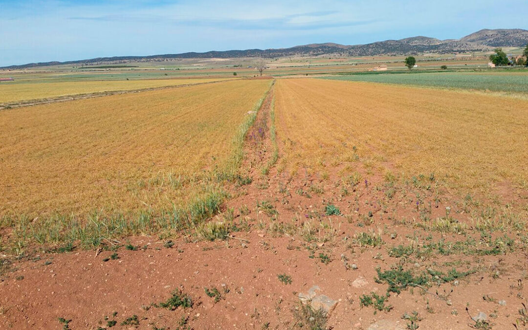 Valoran positivamente los criterios de acceso a las ayudas directas por la sequía en Aragón aunque el presupuesto sea corto