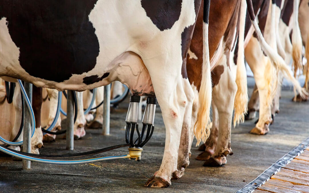 Satisfacción por la sentencia del Supremo da la razón a los ganaderos de leche y obliga a la industria a cubrir los costes de producción