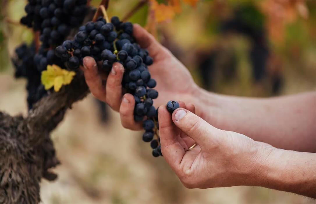 La DOCA Rioja califica como «Muy Buena» su cosecha de 2023 tras una valoración de 3.531 muestras en cata ciega