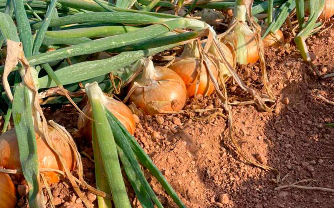 El desplome de precios de la cebolla se extiende por las zonas productoras: exigen más controles para el cumplimiento de la Ley de la Cadena